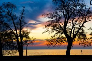 Baum Silhouette Baum Silhouette Lindau Bodensee 1P