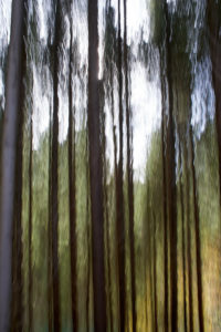 Abstrakt Wald 1
