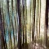 Abstrakt Wald 3
