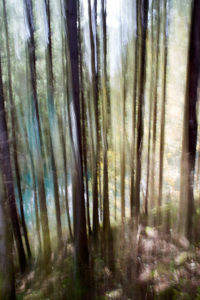 Abstrakt Wald 3