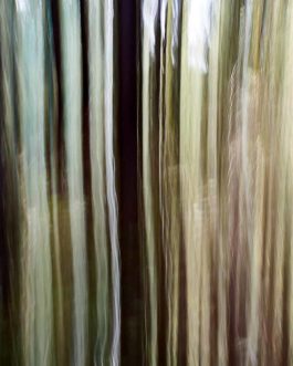 Abstrakt Wald 35