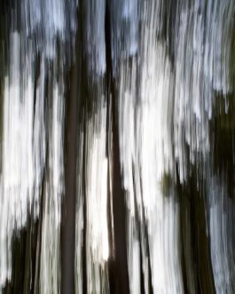 Bayerischer Wald Abstrakt 2