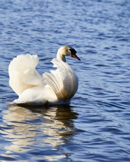 Schwan auf einem See im Allgäu