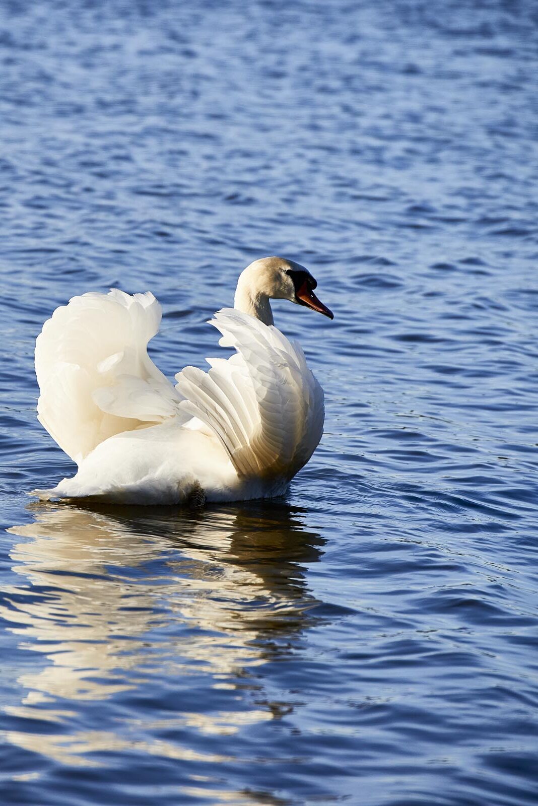 Schwan auf einem See im Allgäu