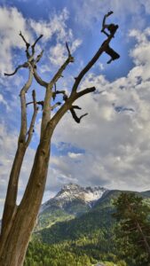 Baum und Alpenpanorama