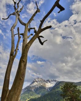 Baum und Alpenpanorama