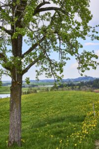 Sommerlandschaft im Allgäu