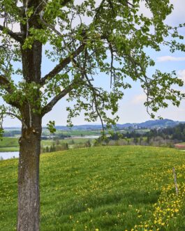 Sommerlandschaft im Allgäu