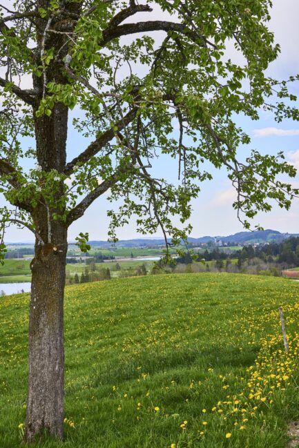 Sommerlandschaft im Allgäu