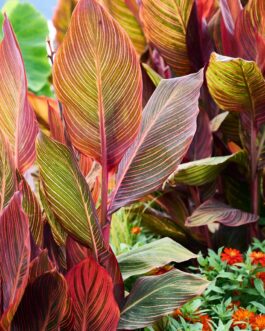 Exotische Canna-Blätter in voller Farbenpracht