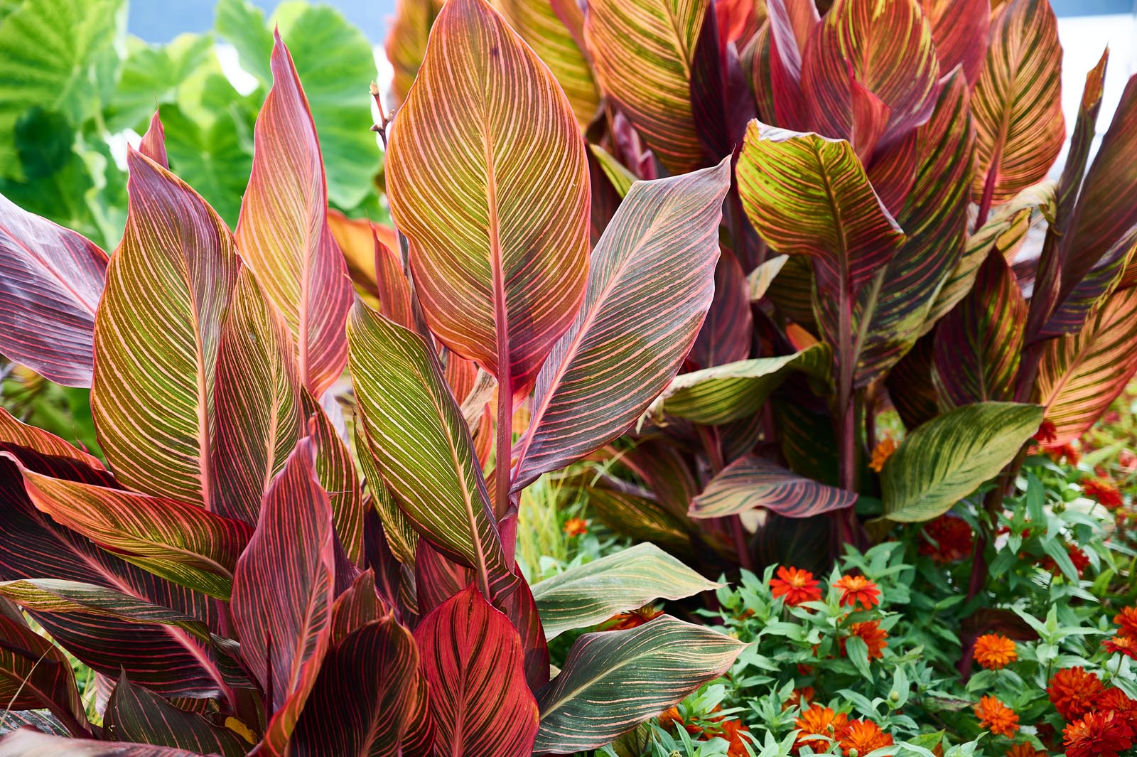 Exotische Canna-Blätter in voller Farbenpracht