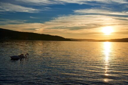 Sonnenuntergang am Bodensee mit Schwänen