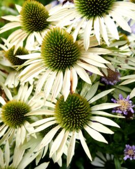 Weiße Echinacea-Blüten