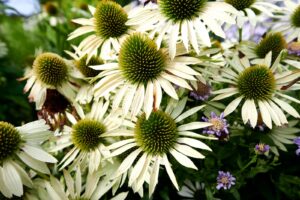 Weiße Echinacea-Blüten