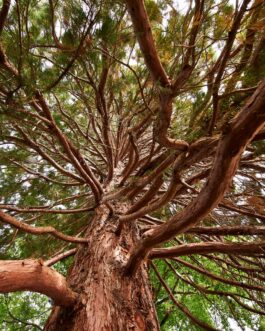 Baum von unten gesehen