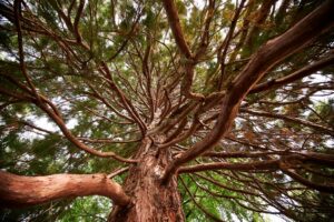 Baum von unten gesehen