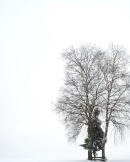 Winterruhe unter Bäumen