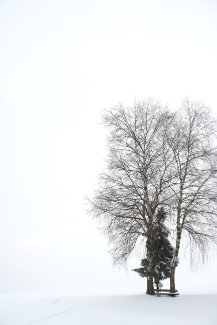 Winterruhe unter Bäumen