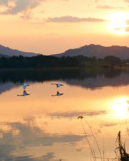 Sonnenuntergang mit Schwänen über dem See