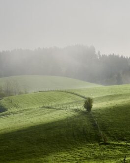 Grüne Hügel im Morgennebel