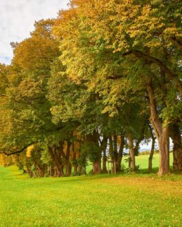 Herbstliche Baumreihe im Allgäu