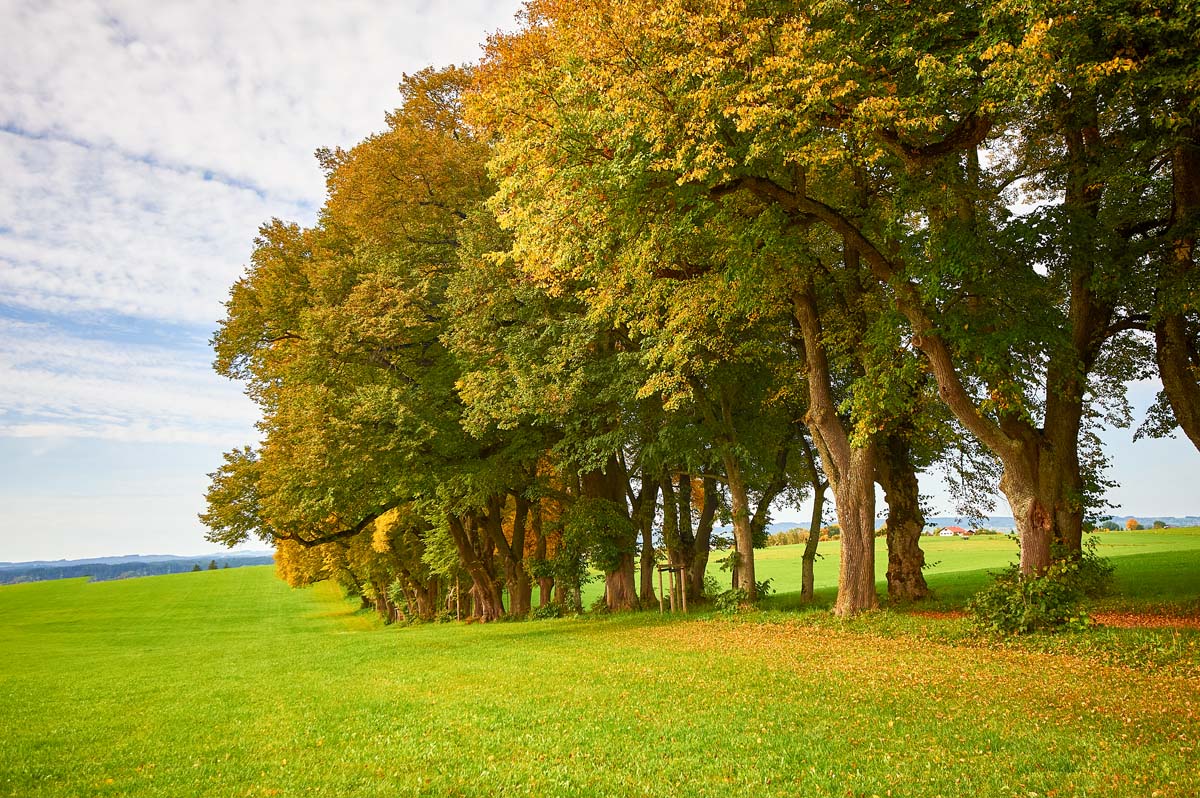 Herbstliche Baumreihe im Allgäu