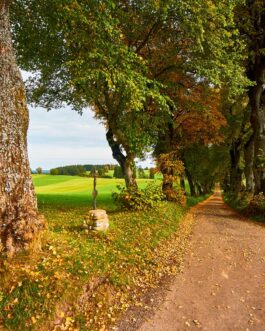 Herbstliche Allee im Allgäu