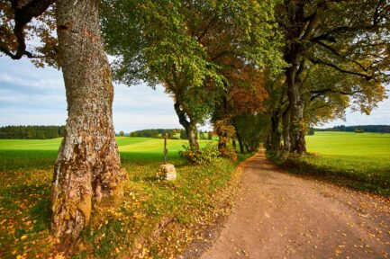 Herbstliche Allee im Allgäu