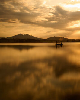 Goldene Spiegelung mit Ente