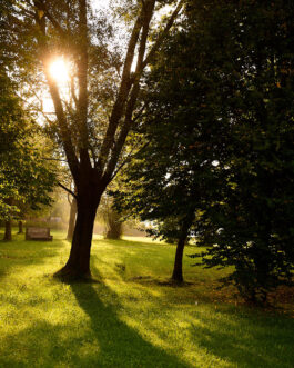 Im Spiel des Lichts – Sonnenstrahlen im Morgenpark