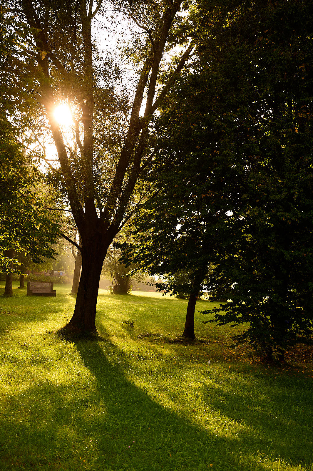 Im Spiel des Lichts – Sonnenstrahlen im Morgenpark