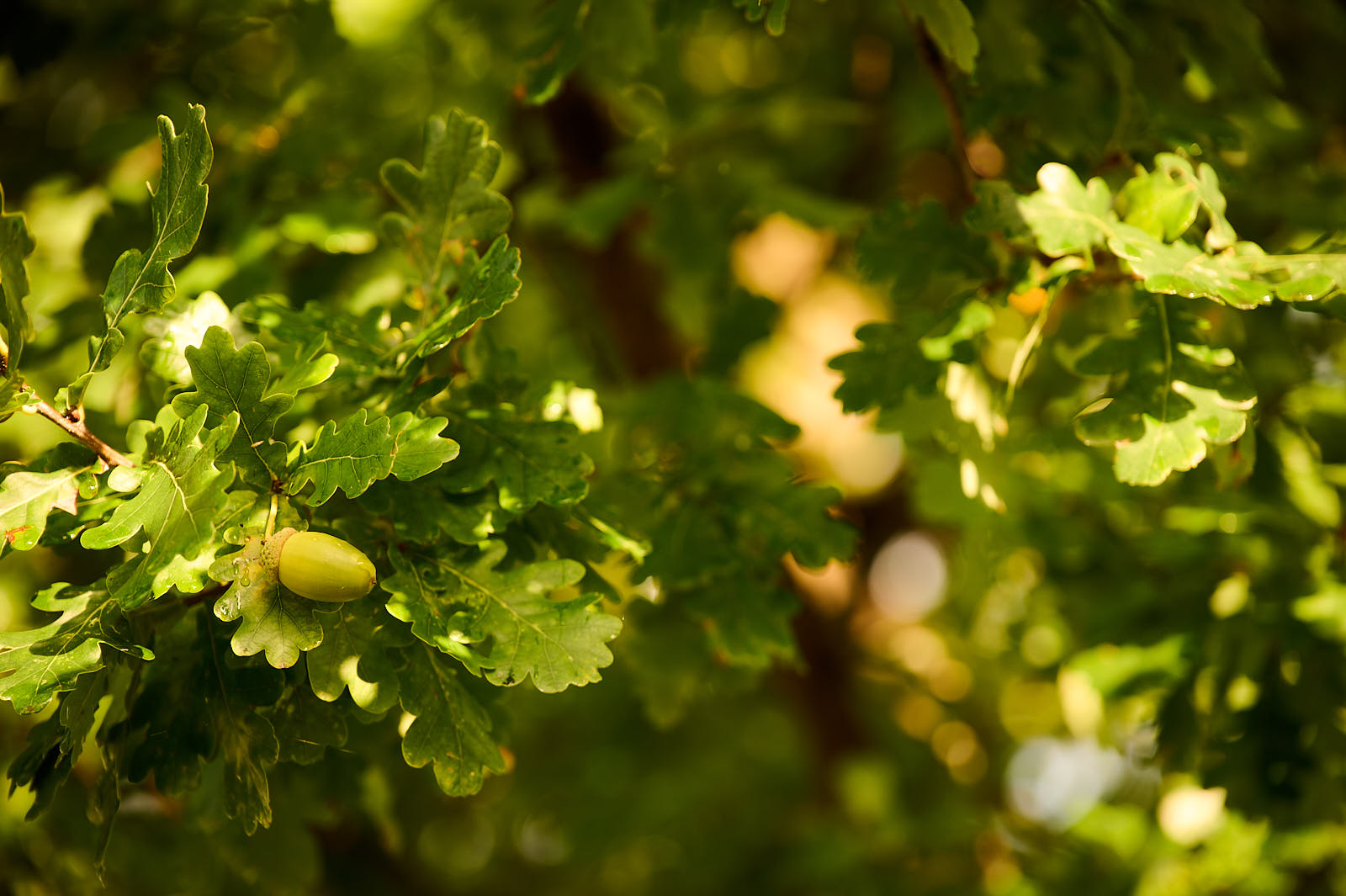 Im Reich des Grüns – Junge Eichel im Sonnenlicht 2 Im Reich des Grüns – Junge Eichel im Sonnenlicht