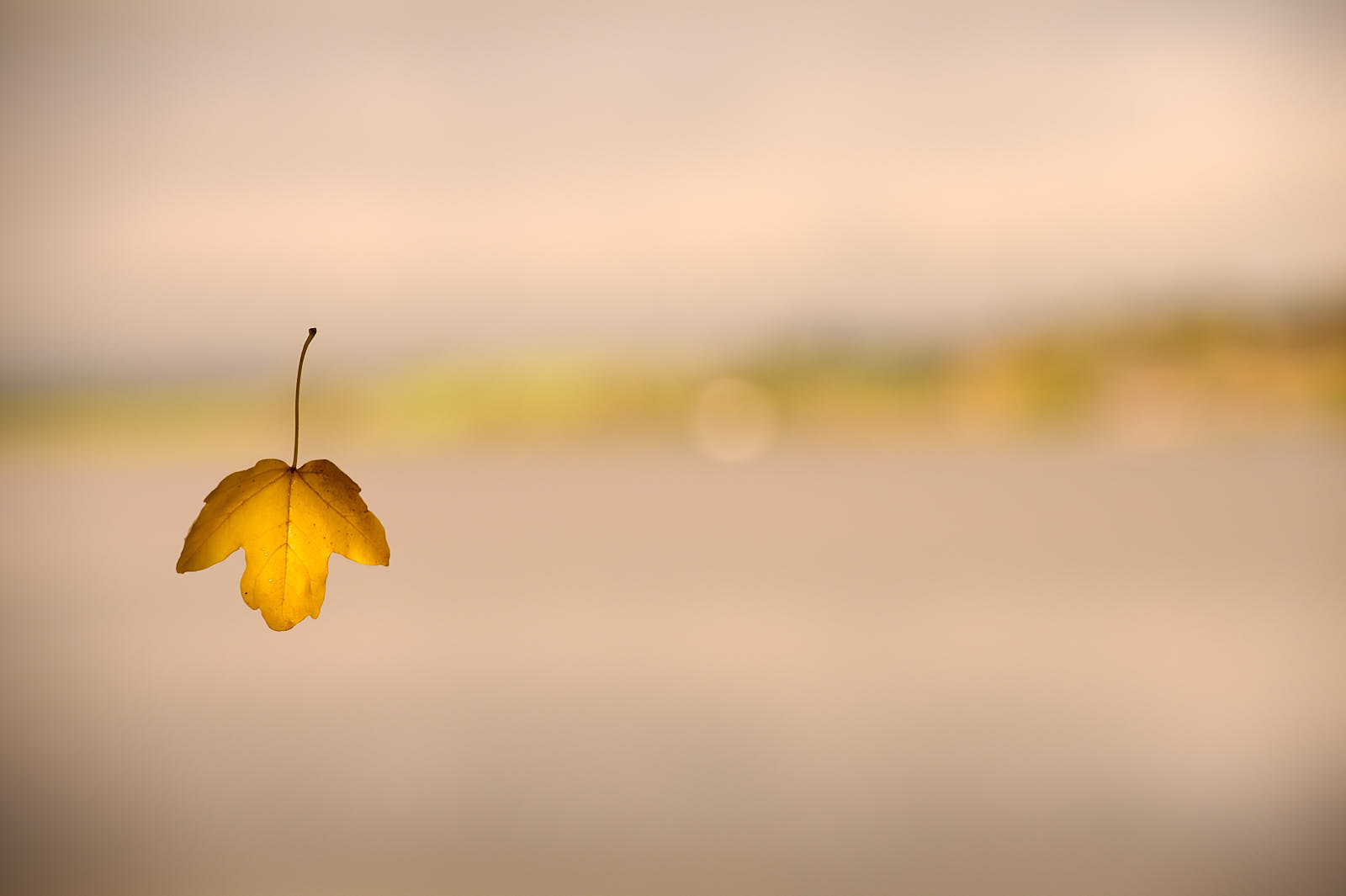 Schwebender Augenblick – Herbstblatt im Licht